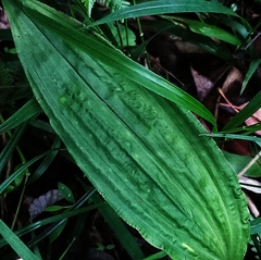 Cremastra appendiculata