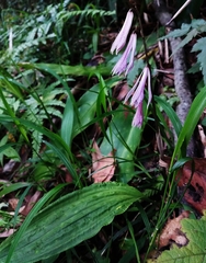 Cremastra appendiculata