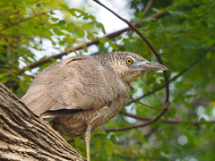 Malayan Night Heron photo 5
