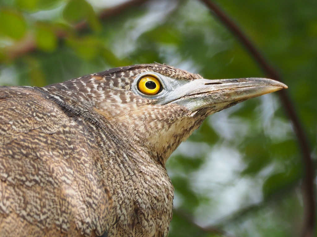 Malayan and Japanese Night Herons