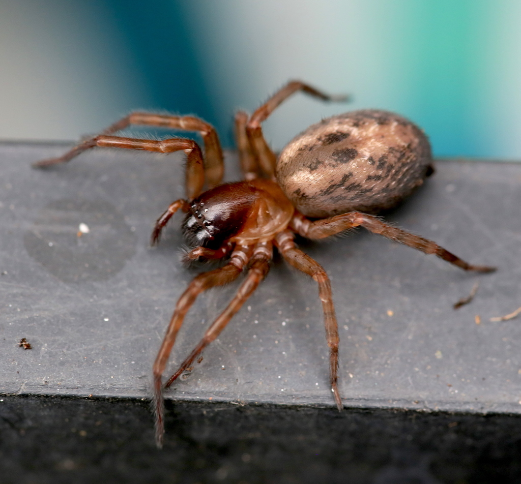 Lace-Weaver Spider, photo 1 of 10