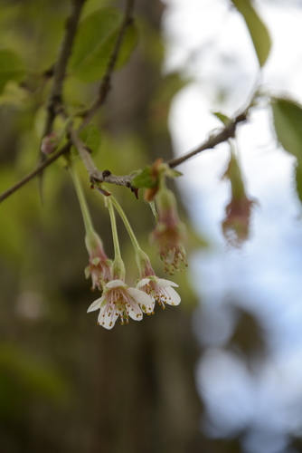 Prunus rufa, photograph 3