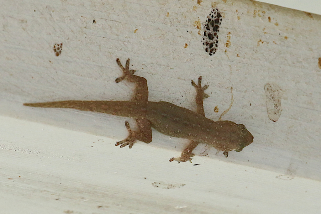 Besucona asiática desde Saibai Island, Queensland 4875, Australia el miércoles, 04 de marzo de