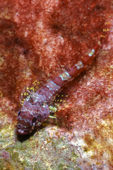 Karalepis stewarti