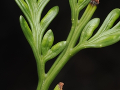 Asplenium haurakiense, photograph (c) Angus Campbell, some rights reserved (CC BY)