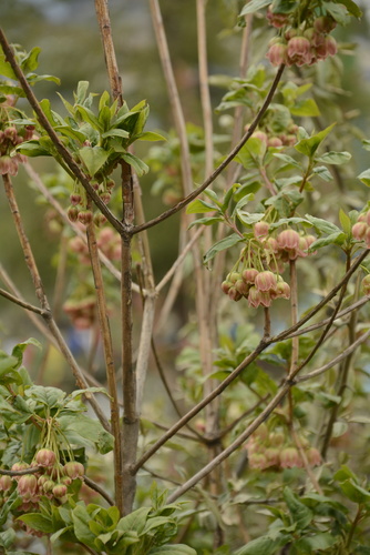 Image of Enkianthus deflexus by (c) Siddarth Machado, some rights reserved (CC BY)