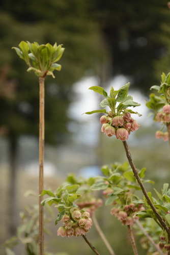 Image of Enkianthus deflexus by (c) Siddarth Machado, some rights reserved (CC BY)