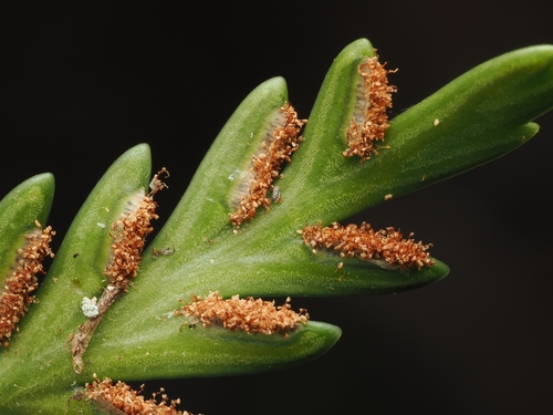 Asplenium haurakiense, photograph 4