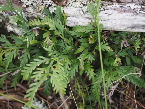 Asplenium haurakiense, photograph 5