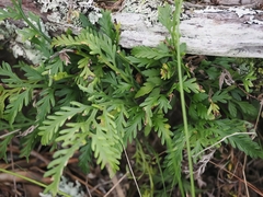 Asplenium haurakiense, photograph (c) Angus Campbell, some rights reserved (CC BY)