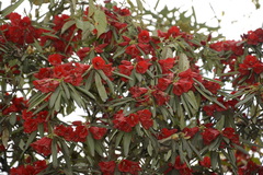 Rhododendron neriiflorum appropinquans