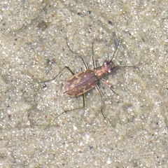 Ellipsoptera marginata