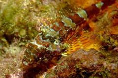 Karalepis stewarti