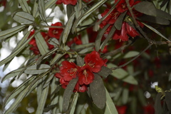Rhododendron neriiflorum appropinquans