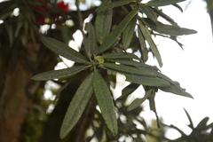 Rhododendron neriiflorum appropinquans
