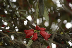 Rhododendron neriiflorum appropinquans