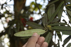 Rhododendron neriiflorum appropinquans