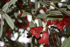 Rhododendron neriiflorum appropinquans