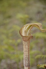 Arisaema nepenthoides