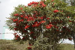 Rhododendron neriiflorum appropinquans