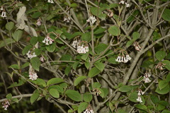 Viburnum erubescens