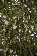 Viburnum erubescens