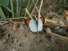Colotis antevippe antevippe