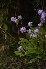 Primula denticulata