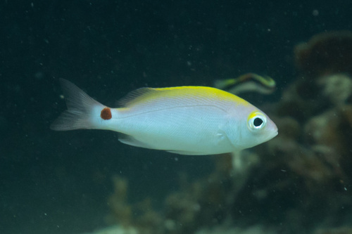 Yellowbanded snapper (Lutjanus adetii) — Lutjanidae — 5