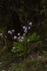 Primula denticulata