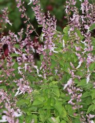 Ocimum labiatum