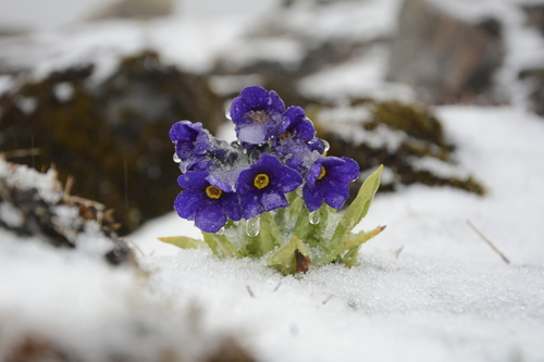 Primula calderiana