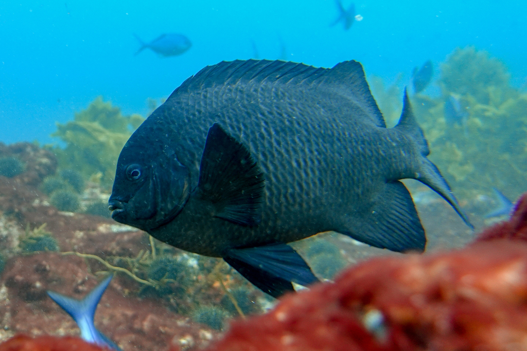 Black Scalyfin