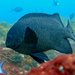 New Zealand Black Angelfish - Photo (c) lcolmer, some rights reserved (CC BY-NC), uploaded by lcolmer