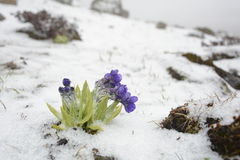 Primula calderiana