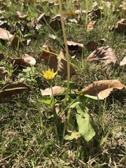 Taraxacum mongolicum