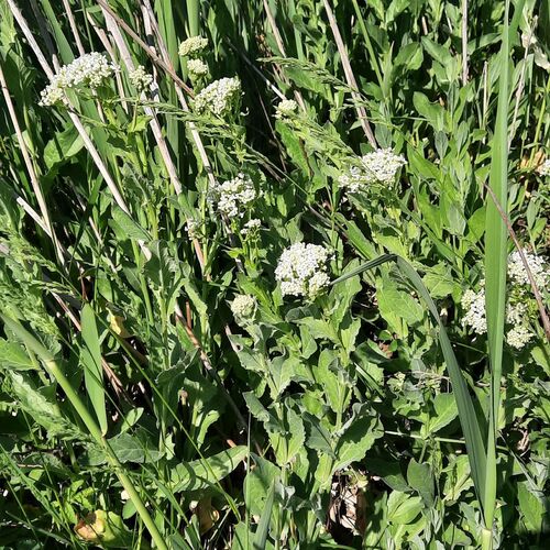 Heart-podded Hoary Cress