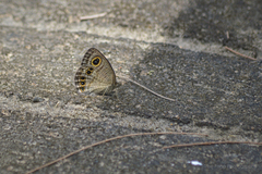 Ypthima lisandra