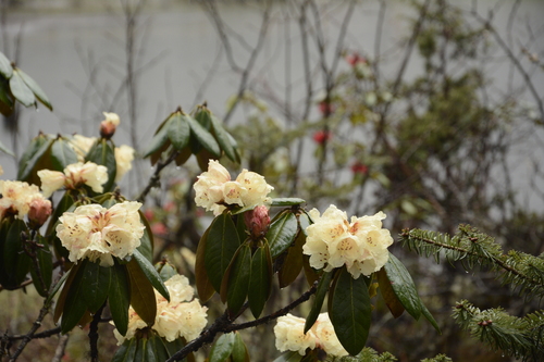 Rhododendron wightii, photograph 5
