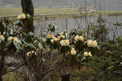 Rhododendron wightii, photograph 6