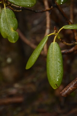 Rhododendron fulgens