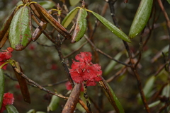 Rhododendron fulgens