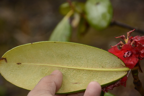 Rhododendron fulgens, photograph 2