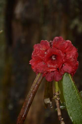 Rhododendron fulgens, photograph 3