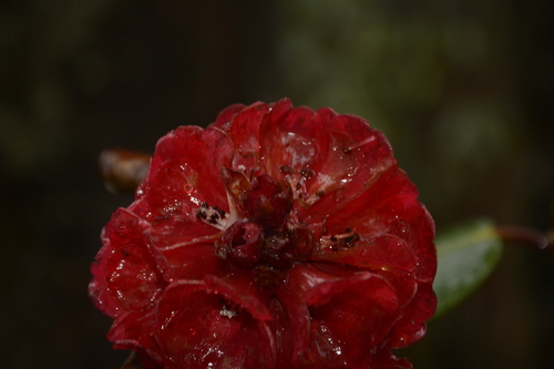 Rhododendron fulgens, photograph 5