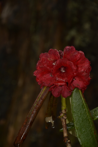 Rhododendron fulgens, photograph 4