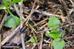 Abscondita cerata