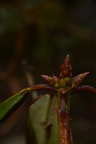 Rhododendron fulgens, photograph 6