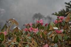 Rhododendron campanulatum