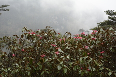 Rhododendron campanulatum